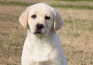 拉布拉多什么顏色最好（最值錢(qián)）